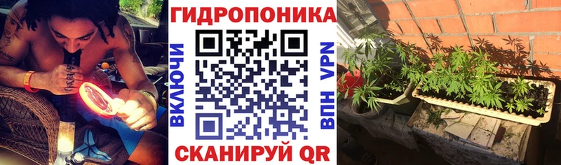 Бошки марихуана OG Kush Невельск